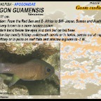 Apogon guamensis - Guam