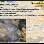 Apogon leptacanthus - Bluestreak