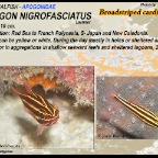 Apogon nigrofasciatus - Broadstriped