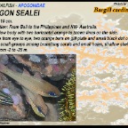 Apogon sealei - Bargill