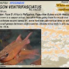 Apogon ventrifasciatus - White-saddled