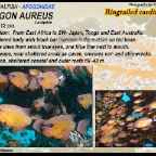 Apogon aureus - Ringtailed