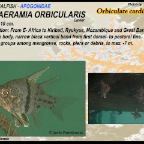 Spaeramia orbicularis - Orbiculate