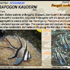 Pterapogon kauderni - Bangaii