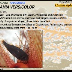 Siphamia versicolor - Urchin