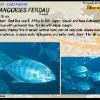 Carangoides ferdau - Blue