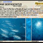 Caranx sexfasciatus - Bigeye