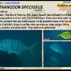 Gnathanodon speciosus - Golden