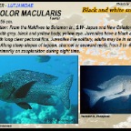 Macolor macularis - Black & white