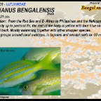 Lutjanus bengalensis - Bengal
