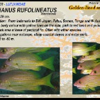 Lutjanus rufolineatus - Golden lined