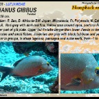Lutjanus gibbus - Humpback
