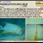 Symphorichthys spilurus - Sailfin