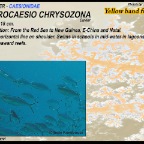 Pterocaesio chrisozona - Yellow band
