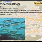 Pterocaesio striata - Striated