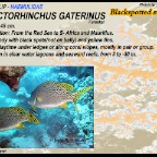 Plectorhinchus gaterinus-Blackspotted