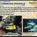Plectorhinchus orientalis - Oriental
