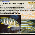 Plectorhinchus polytaenia - Ribbon