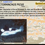 Plectorhinchus picus - Spotted