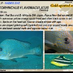 Plectorhinchus flavomaculatus - Goldspotted