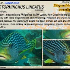 Plectorhinchus lineatus - Diagonal
