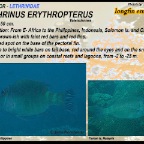 Lethrinus erythropterus - Longfin