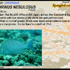 Lethrinus nebulosus - Spangled