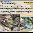 Scolopsis bilineatus - Twospine