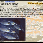 Scolopsis ciliatus - Whitestreak