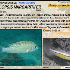 Scolopsis margaritifer - Pearly