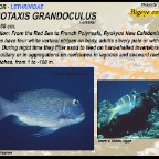 Monotaxis grandoculus - Bigeye