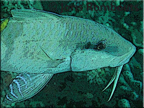 Info-goatfish