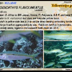 Mulloidichthys flavolineatus - Yellowstripe
