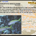 Mulloidichthys vanicolensis - Yellowfin
