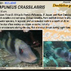 Parapuneus crassilabris - Doublebar