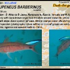 Parupeneus barberinus - Dash-dot