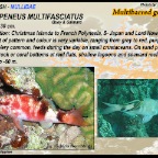 Parupeneus multifasciatus - Multibarred