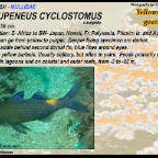 Parupeneus cyclostomus - Yellowsaddle