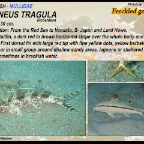 Upeneus tragula - Freckled