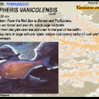 Pempheris vanicolensis - Vanicoro