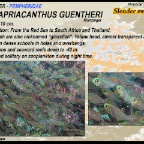 Parapriacanthus guentheri - Slender