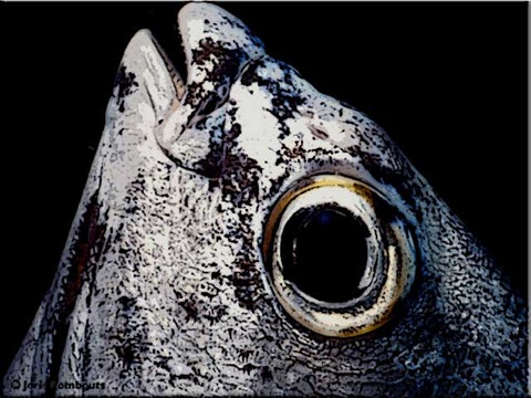 Rudderfish-info
