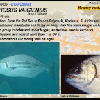 Kyphosus vaigiensis - Brassy