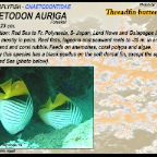 Chaetodon auriga - Threadfin 