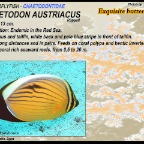 Chaetodon austriacus - Exquisit