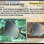 Chaetodon baronessa - Eastern 