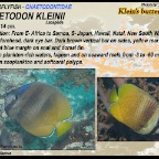 Chaetodon kleinii - Klein's 