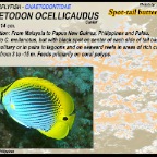 Chaetodon ocellicaudus - Spot tail