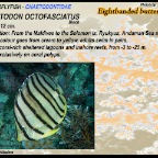 Chaetodon octofasciatus - Eight