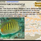 Chaetodon punctatofasciatus - Spot